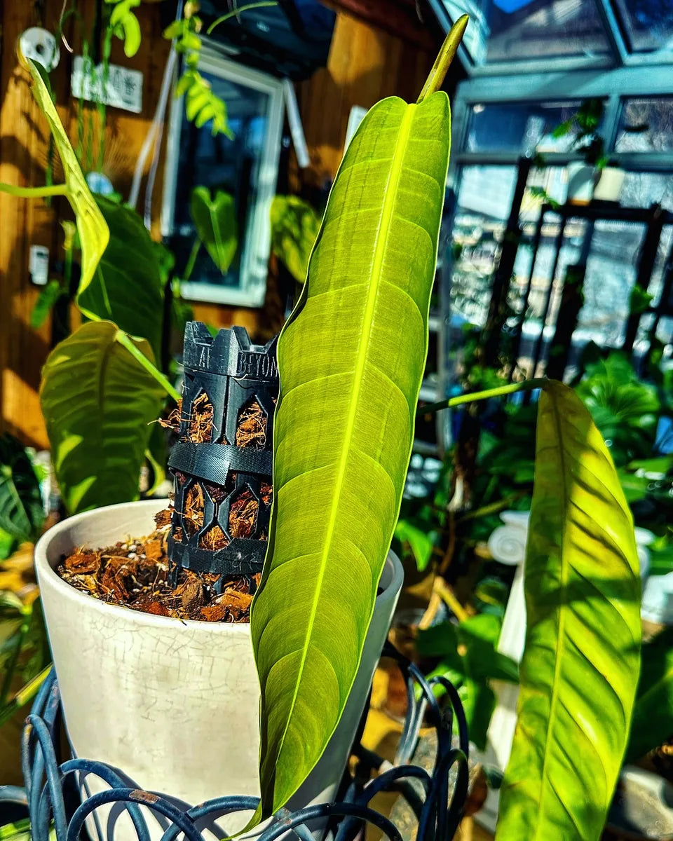 Philodendron patriciae on a Beyond Beleaf plant support with cocoa chips